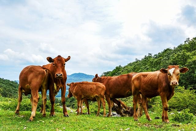 清福肉牛养殖基地